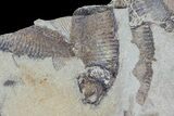 Fossil Fish (Gosiutichthys) Mortality Plate - Lake Gosiute #68421-3